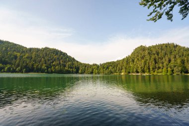 Durgun su, bir yaz öğleden sonrası boyunca Lago di Fie allo Sciliar 'ı çevreleyen yeşil ormanı yansıtır. Gökyüzü açık. Küçük dalgalanmalar gölün yüzeyinde desenler yaratır..