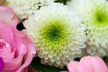 Dar bir kompozisyonda odak noktası olarak yeşil merkezli beyaz bir kasımpatı olan bir buket sergilenir. Yumuşak pembe gül yaprakları tamamlayıcı bir aksan sağlar.