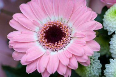 Canlı pembe bir gerbera papatyası çiçek açar. Narin yaprakları, daha küçük beyaz çiçeklerle çevrili, karanlık bir merkezden yayılarak büyüleyici bir çiçek aranjmanı oluşturur..