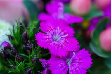 Yakın plan, yeşil yaprakların arasında parlak pembe dianthus çiçekleri ve tomurcuklanan çiçekleri gösteriyor. Çiçeklerin narin, püsküllü yaprakları vardır. Yaz bahçesine biraz güzellik katar..