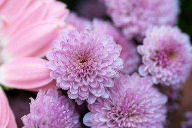 Yakın plan çekimde hafif lavanta kasımpatı koleksiyonu ön plana çıkıyor. Narin taç yaprakları karmaşık bir merkezin etrafına yayılır. Karmaşık detaylar ve ince renk varyasyonları sergiler..