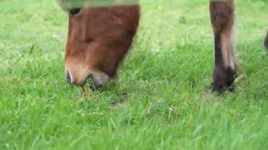 Güzel kahverengi ve beyaz bir at çayırda yemyeşil otlar yer. Yakından bakınca hayvanın gün boyunca huzur içinde otladığını ve rahatlatıcı bir atmosfer yarattığını görüyoruz..
