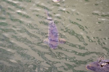 Gündüzleri, birkaç sazan balığı bir bahçe göletinin suyunda yüzer. Su berrak ve yeşil renkli. Balıkların koyu ve mor renkleri var..