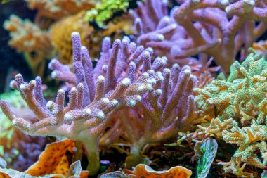 Parlak mercan oluşumları zengin bir sualtı sahnesinde çeşitli deniz bitkileri arasında yer alır. Işık, suyun içinden süzülerek mercanlarda desenler oluşturur. Balıklar canlı bir yaşam alanında yakınlarda yüzerler..