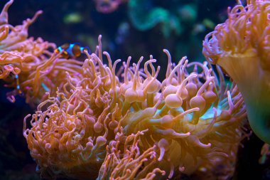 Mercan resifleri, parlak güneş ışığı altında parlak sularda gezinen palyaço balıklarıyla akan dokunaçlı çeşitli deniz şakayıklarını sergiler..