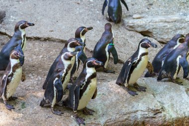Bir grup penguen hayvanat bahçesindeki kayaların üzerinde birlikte duruyor. Birbirleriyle etkileşim halindeler ve güneş ışığı altında çevrelerini keşfediyorlar. Bazıları taşlara tünemiş, bazıları ise yakınlarda paytak paytak yürüyor..
