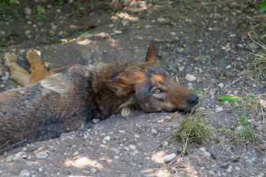 Bir vahşi kurt yerde yatar ve gözünü dört açar. Hayvan gün ışığında toprak, ot ve bazı küçük taşlarla çevrilidir..