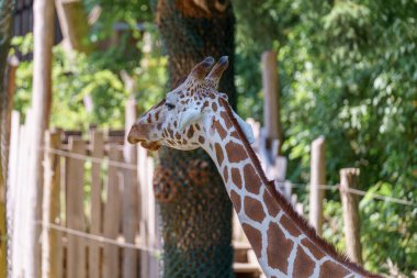 Bir zürafa hayvanat bahçesindeki ahşap bir çite yakın görünür. Güneşli bir gün ve ağaçlar yeşil bir zemin sağlıyor. Zürafa çevreyi merak ediyor gibi görünüyor..
