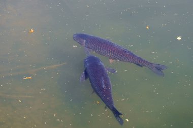 İki balık yeşil suda birlikte yüzerken görülebilir. Küçük yapraklar ve diğer döküntüler gün ışığında suyun yüzeyinde yüzerler..
