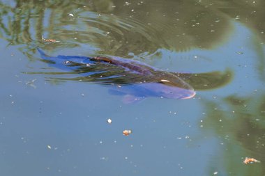 Gün içinde bir balık bir gölette suda hareket eder. Güneş ışığı yüzeyde yansıyarak dalgalanmalar yaratır. Yapraklar ve molozlar yakınlarda yüzer ve su manzarasına eklenir..