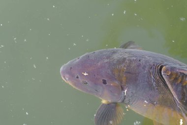 Göldeki berrak suyun hemen altında bir balık yüzüyor. Güneş ışığı parlak, balıkların etrafında dalgalanmalar yaratıyor. Doğada barışçıl bir dönem..