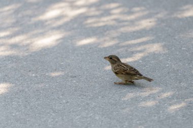 Küçük bir serçe, ağaç gölgeleriyle çevrili beton bir yolda dikkatlice yürür. Sahne kuşun ileri doğru baktığını gösteriyor..