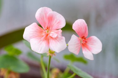 Bahçede beyaz kenarlı iki pembe çiçek açar. Çiçekleri çevreleyen yeşil yapraklar. Güneş ışığı ilkbaharda renkleri vurgular.