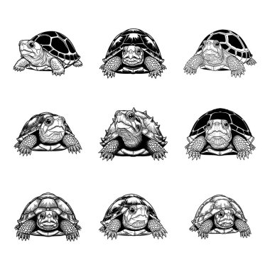 Kaplumbağa ve Kaplumbağa Çizgileri Siyah ve Beyaz Çizgi Sanatı