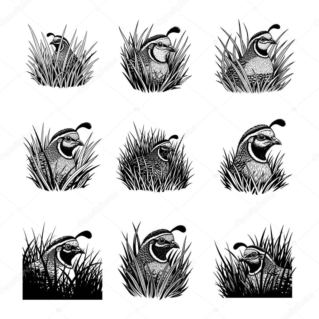 Set of Quail Birds Hiding in Grass Black and White Illustrations