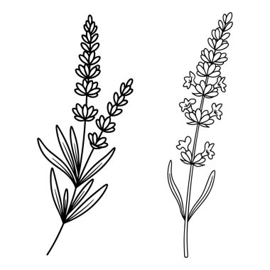 Beyaz arkaplanda izole edilmiş, el çizimi çiçek ve bitkiler..