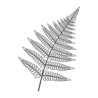 izole edilmiş yaprak siluet simgesi.