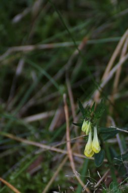 İnek-buğday çiçeği