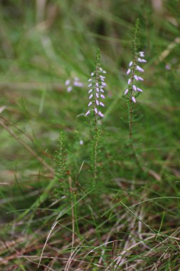 Heather çiçekleri ile