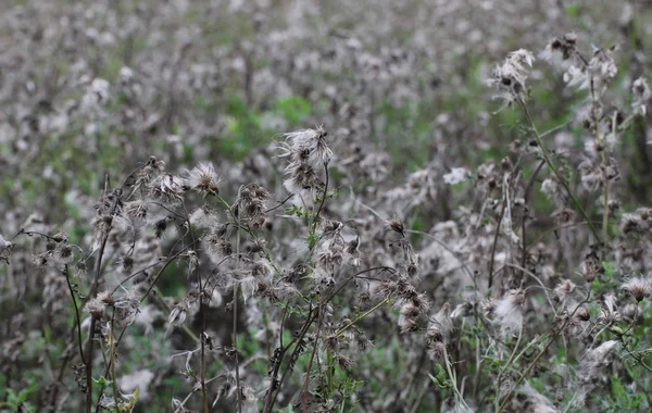 Thistle Field with pappus — Stock Photo, Image