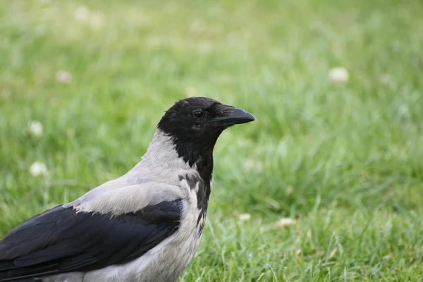 Hooded Crow Close-Up — Stock Photo, Image