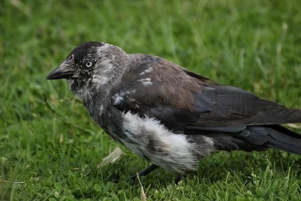 Brindled Western Jackdaw — Stock Photo, Image