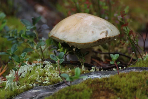Un seul champignon — Photo