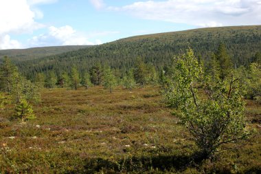Heathlands yanı sıra Kungsleden