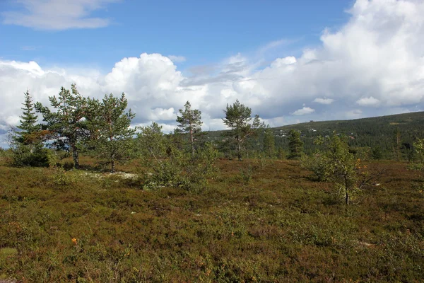 除了 Kungsleden Heathlands — 图库照片