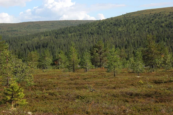 Heathlands además de Kungsleden — Foto de Stock