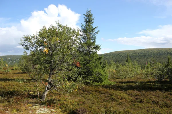 Heathlands oprócz Kungsleden — Zdjęcie stockowe