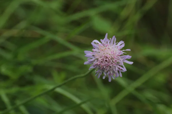 Scabious kwiat pole — Zdjęcie stockowe