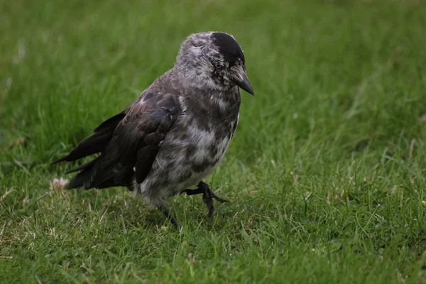 Brindled 서양 Jackdaw — 스톡 사진