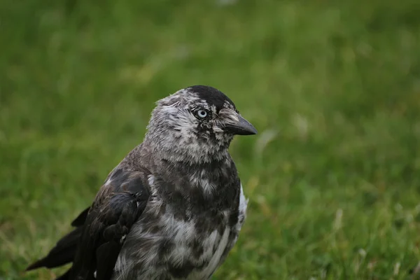 Brindled Western Jackdaw — Stock Photo, Image