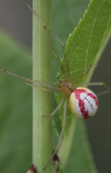 Enoplognatha örümcek ağı örümcek — Stok fotoğraf