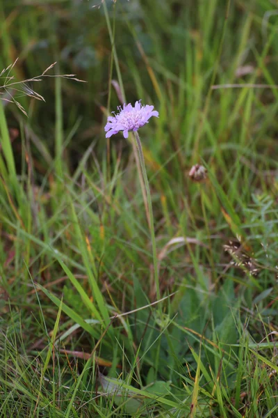 魔鬼位 scabious — 图库照片