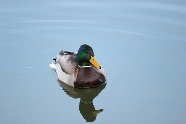 Swimming Male Duck — Stock Photo, Image