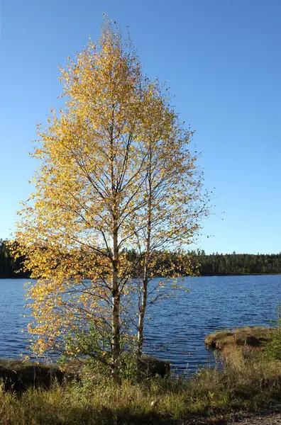 Huş ağacı önünde Gölü — Stok fotoğraf