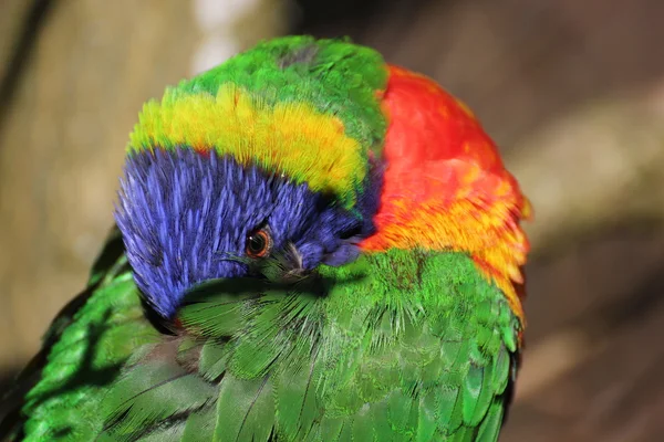 En gömd Lorikeet — Stockfoto