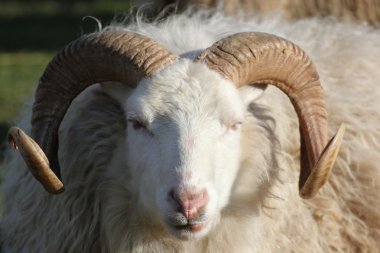 RAM ön