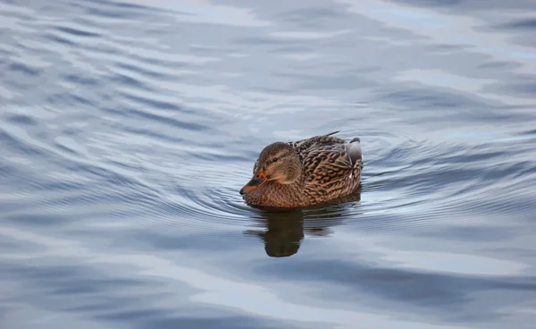 Pato fêmea na água — Fotografia de Stock