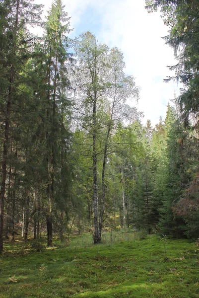İsveç ormanındaki huş