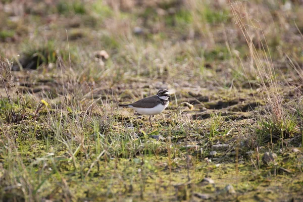 küçük halkalı cılıbıt
