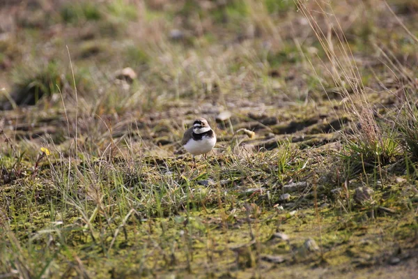 küçük halkalı cılıbıt