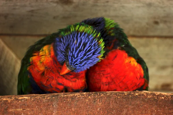 Rainbow Lorikeet Couple — стоковое фото