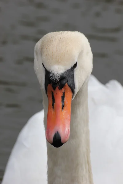 Primer plano del cisne blanco . — Foto de Stock