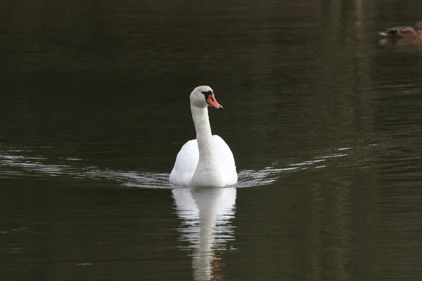 Nadando cisne blanco —  Fotos de Stock