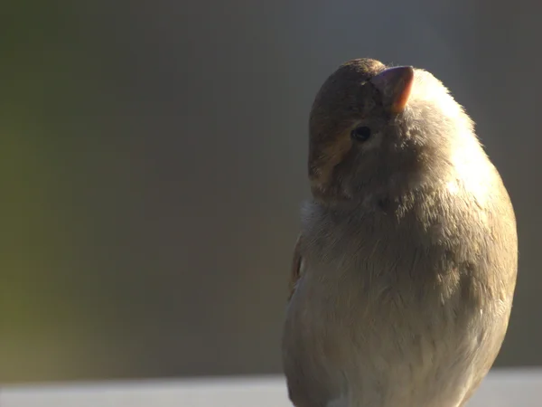 Θηλυκό σπίτι sparrow — Φωτογραφία Αρχείου