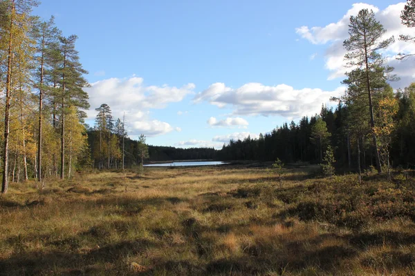 Un pantano sueco —  Fotos de Stock
