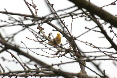 Yellowhammer ağacında